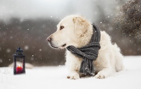 Собака породы золотистый ретривер с шарфом на шее лежит на снегу