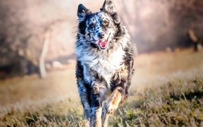 Собака породы Бордер-Колли бежит с высунутым языком по траве