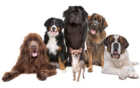 Собаки позируют для портрета на белом фоне