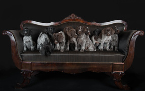 Щенки породы Дратхаар и Курцхаар сидят на кожаном диване 