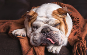 Спящая собака породы английский бульдог 
