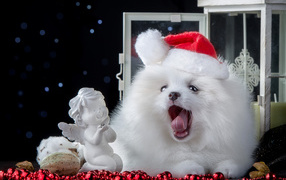 Пушистый белый шпиц с новогодним декором, символ нового года 2018