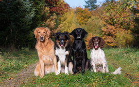 Четыре собаки пород Лабрадор, Бордер-колли, Ретривер, Спаниель сидят на  траве