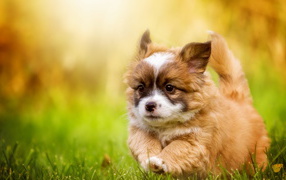 Забавный щенок вельш-корги бежит по зеленой траве