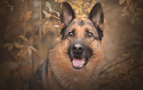 Немецкая овчарка с открытым ртом  смотрит на хозяина