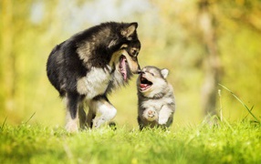 Серая большая собака с веселым маленьким щенком 