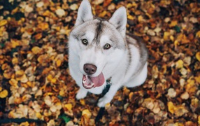 Хаски с высунутым языком смотрит на хозяина