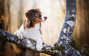 Заинтересованный взгляд собаки породы австралийская овчарка