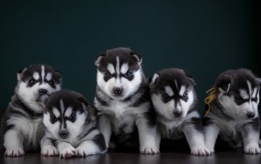 Маленькие забавные щенки хаски