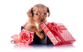 Маленький щенок в подарочной коробке с розой на белом фоне