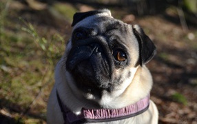 Морда собаки с грустными глазами породы мопс 