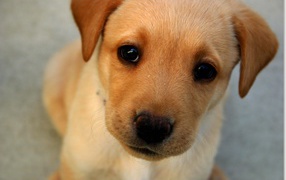 Морда маленького щенка с грустными глазами 