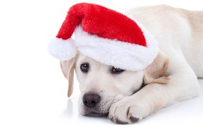 Щенок золотистого ретривера в красной шапке на Новый год на белом фоне