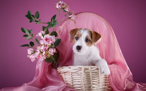 Щенок силихем-терьер в розовой корзине с цветами