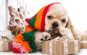 Щенок спаниеля в шапке с подарками