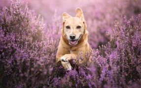Рыжая собака с высунутым языком бежит по полю с сиреневыми цветами