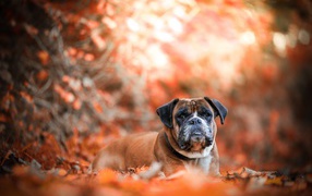 Грустная собака породы боксер лежит на опавшей листве