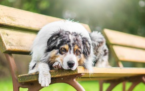 Грустная собака породы английская овчарка лежит на лавке 