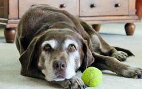 Грустная собака с теннисным мячом  