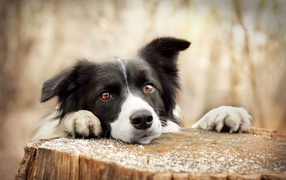 Грустный взгляд собаки породы бордер-колли