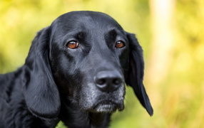 Грустная морда черного лабрадора