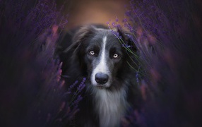 Серьезный взгляд собаки бордер колли