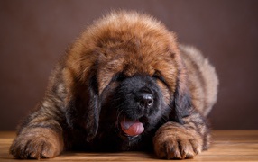 Милый пушистый щенок тибетского мастифа с высунутым языком