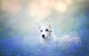 Австралийская овчарка гуляет по голубым полевым цветам