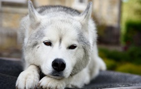 Собака породы Хаски лежит с грустной мордой