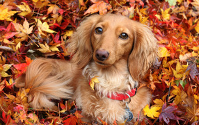 Собака породы такса лежит в желтой опавшей листве осенью