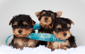 Три щенка йоркширского терьера перевязаны голубой лентой