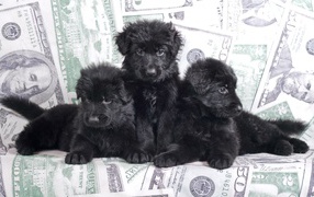 Три черные щенка овчарки лежат на диване