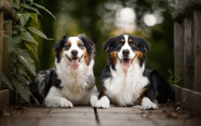 Две австралийские овчарки лежат в высунутым языком