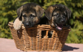 Два щенка немецкой овчарки в плетеной корзине 