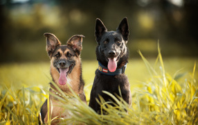 Две немецкая овчарки сидят в траве с высунутым языком