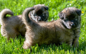 Два милых щенка немецкой овчарки на зеленой траве 