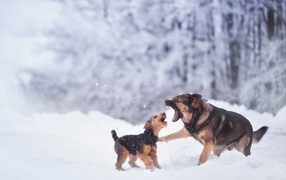 Две собаки играют на снегу