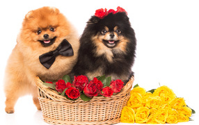 Две собаки породы шпиц с красными и желтыми розами