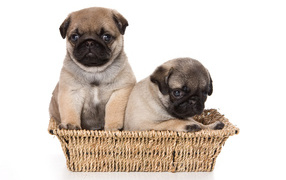 Два маленьких щенка мопса в корзине на белом фоне