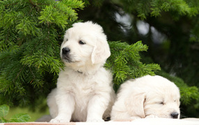 Два щенка золотистого ретривера у зеленой ветки ели