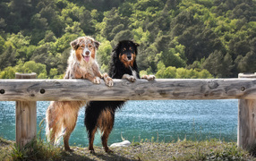 Две мокрых собаки породы Австралийская Овчарка