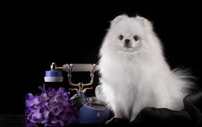 Белый шпиц с телефоном на черном фоне