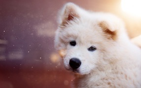 Белый пушистый щенок самоедской собаки
