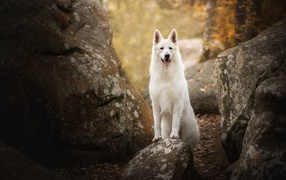 Белая овчарка с высунутым языком стоит на камне