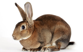 Большой кролик на белом фоне