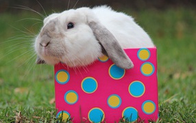 Funny decorative rabbit sits in a multicolored box