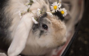 Маленький декоративный кролик с ромашками 