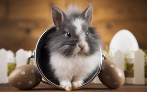 Милый пушистый декоративный кролик