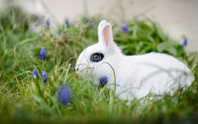 Белый голубоглазый декоративный кролик в зеленой траве