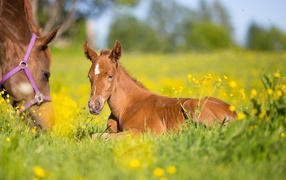 Маленький коричневый жеребенок лежит на зеленой траве 